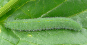 caterpillar