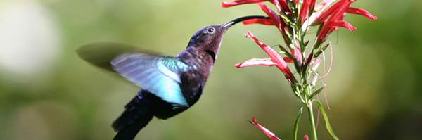 hummingbird