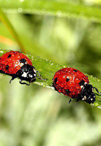 ladybugs