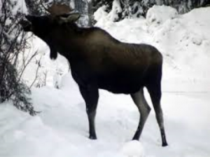 md_animal_tree_survival_moose