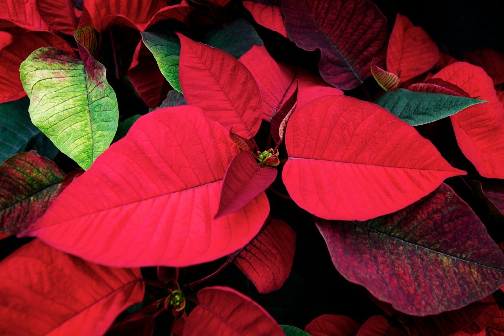 Why do my Poinsettias Always Die? MD Landscaping