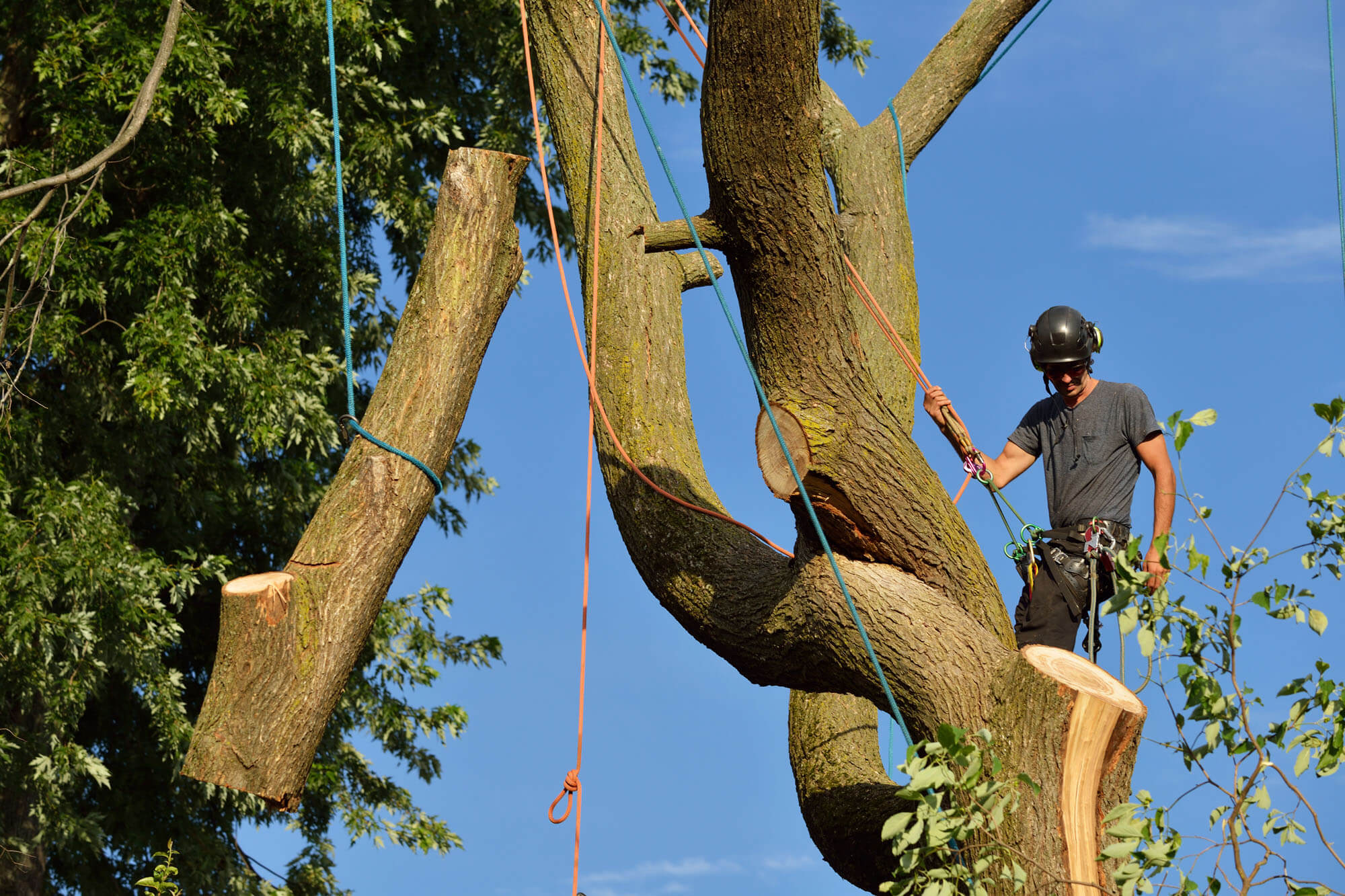Tree Removal in Jackson Hole & Driggs - MD Landscaping