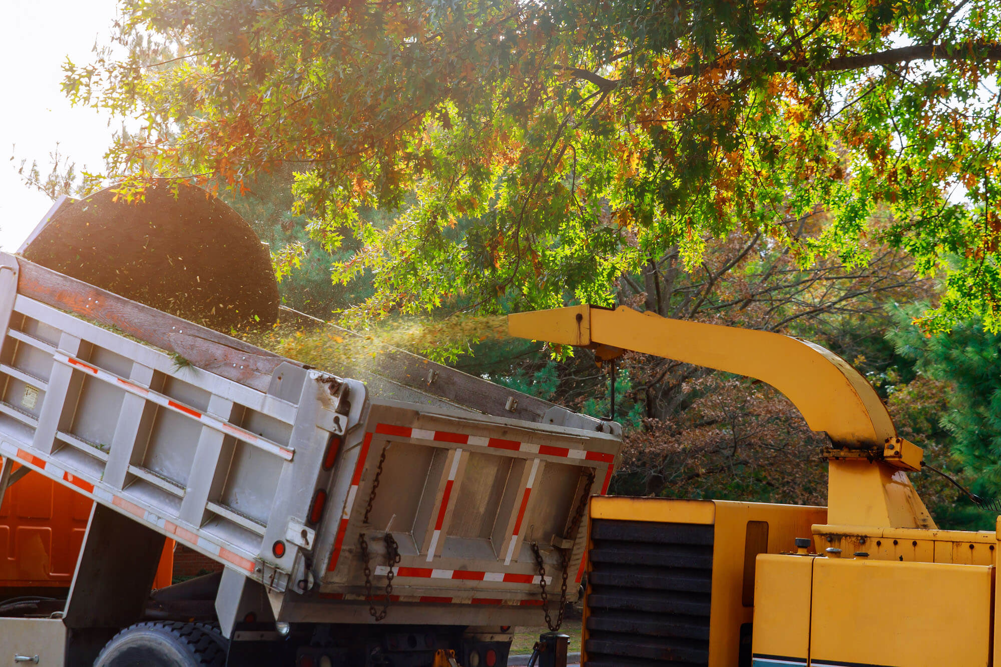 Tree Removal in Jackson Hole & Driggs - MD Landscaping